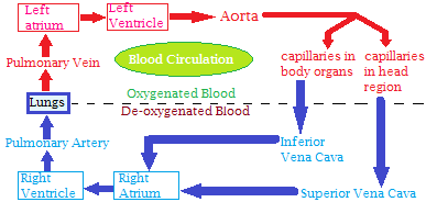 blood circulation