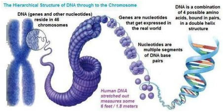DNA Structure